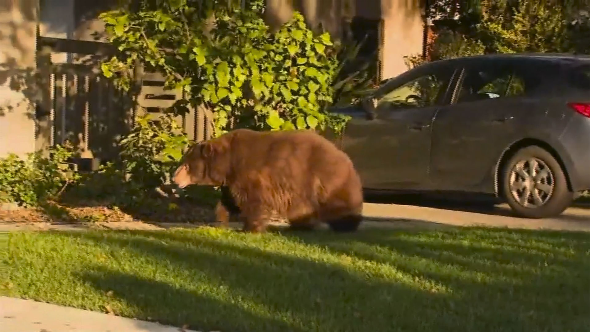Suburban bear